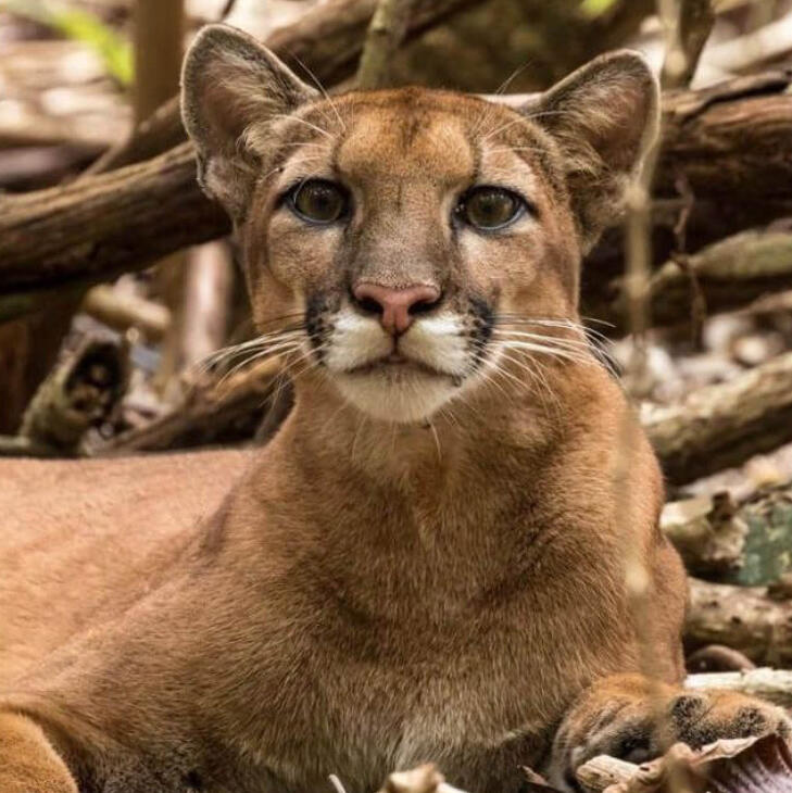 Corcovado National Park