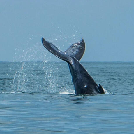 Whale Watching Tour